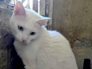 Gato raça srd idade 2 anos nome Snow