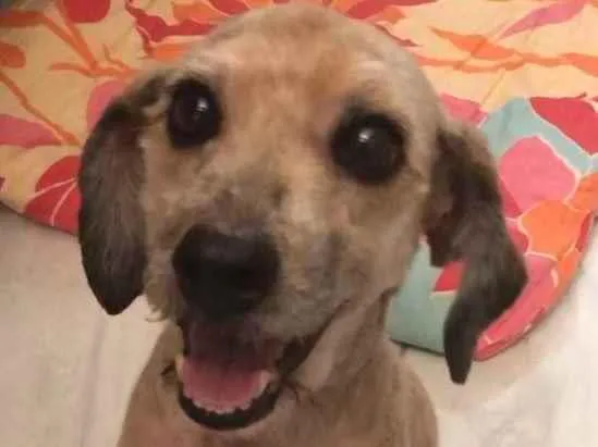 Cachorro ra a Poodle mix idade 4 anos nome Cristal