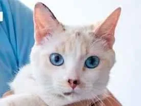 Gato ra a SRD-ViraLata idade 7 a 11 meses nome Ana Clara