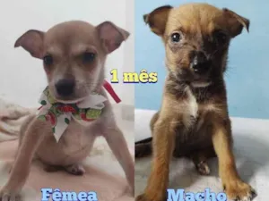 Cachorro raça SRD idade Abaixo de 2 meses nome Marley e Maya