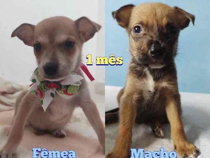 Cachorro ra a SRD idade Abaixo de 2 meses nome Marley e Maya