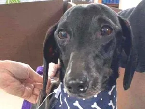 Cachorro raça Salsisha  idade 5 anos nome Zack 