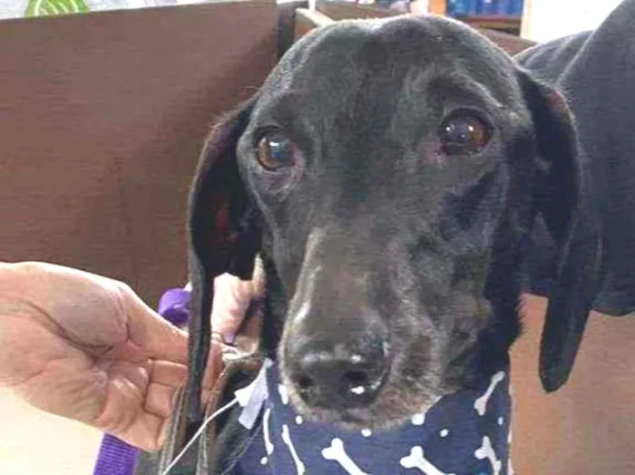 Cachorro raça Salsisha  idade 5 anos nome Zack 