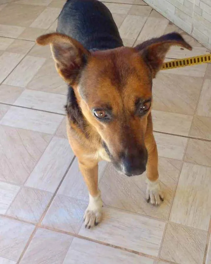 Cachorro ra a SRD idade 3 anos nome Menino 