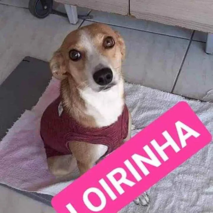 Cachorro ra a SRD idade 1 ano nome Loirinha 