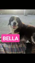 Bela 