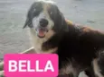 Bela 