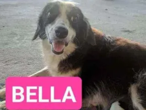 Cachorro raça SRD idade 1 ano nome Bela 