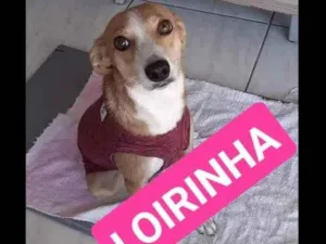 Cachorro raça SRD idade 1 ano nome Loirinha 