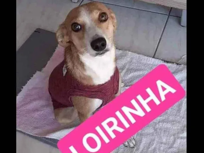 Cachorro ra a SRD idade 1 ano nome Loirinha 