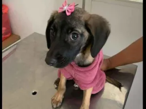 Cachorro raça SRD-ViraLata idade 2 a 6 meses nome LILI