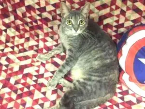 Gato raça Felina idade 1 ano nome Docinho