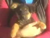 Cachorro raça Indefinida idade 2 a 6 meses nome Mimosa