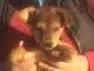 Cachorro raça Indefinida idade 2 a 6 meses nome Mimoso