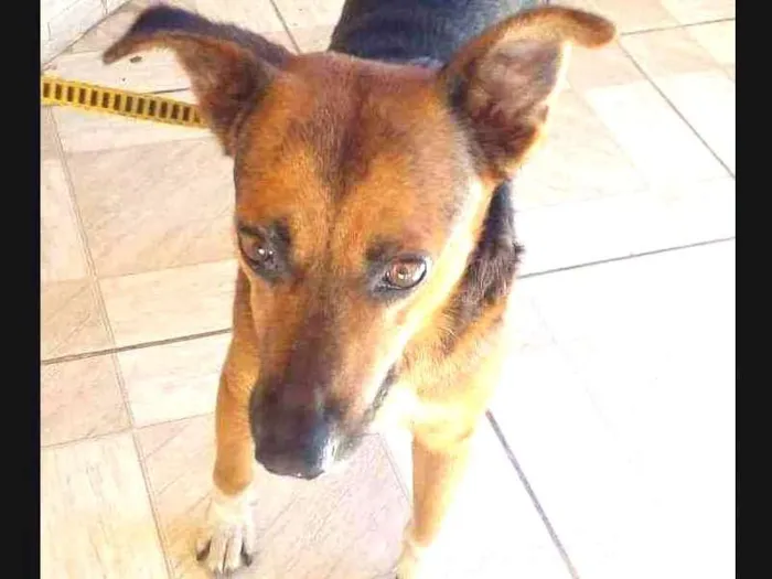 Cachorro ra a SRD idade 3 anos nome Menino 