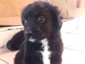Cachorro raça SRD-ViraLata idade 2 a 6 meses nome KIKO