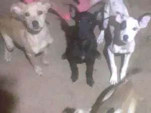 Cachorro raça Indefinida  idade 2 a 6 meses nome Não tem 