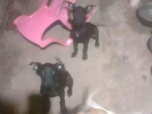 Cachorro raça Indefinida  idade 2 a 6 meses nome Não tem 