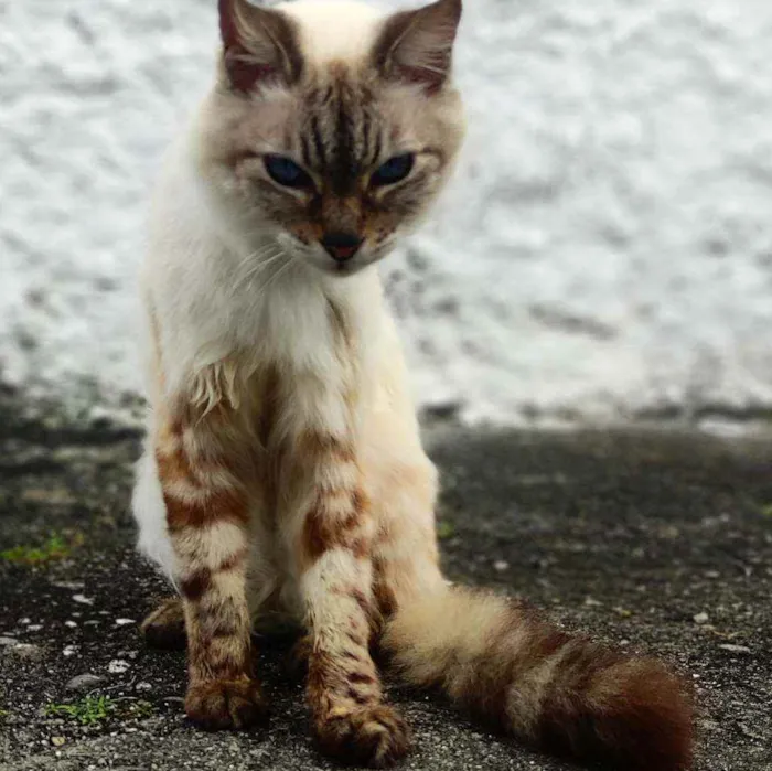 Gato ra a  idade 6 ou mais anos nome Chico