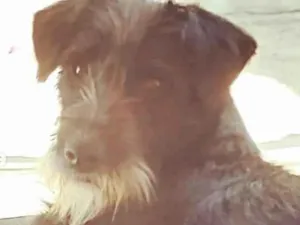 Cachorro raça SRD-ViraLata idade 1 ano nome Pitaya