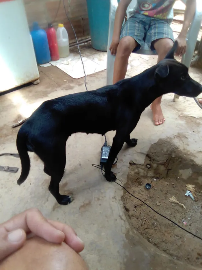 Cachorro ra a Vira lata idade 1 ano nome Lindinha