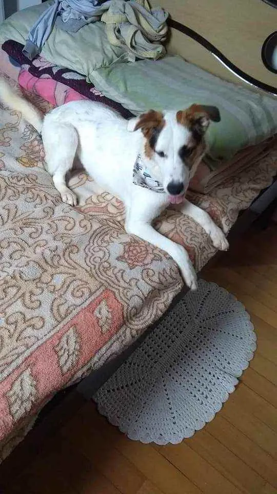 Cachorro ra a Labrador com vira-lata  idade 7 a 11 meses nome Spaike