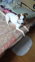 Spaike