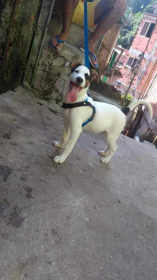 Cachorro ra a Labrador com vira-lata  idade 7 a 11 meses nome Spaike