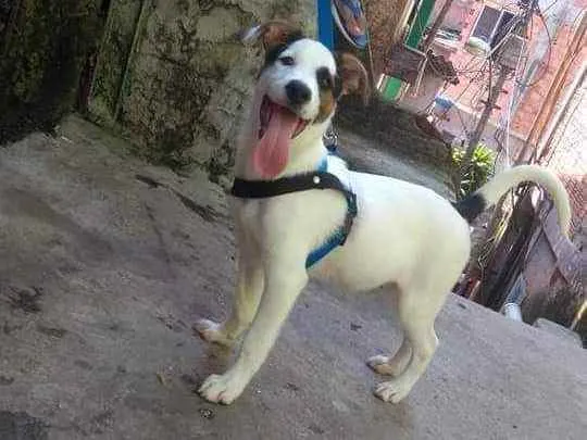 Cachorro ra a Labrador com vira-lata  idade 7 a 11 meses nome Spaike