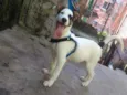 Spaike