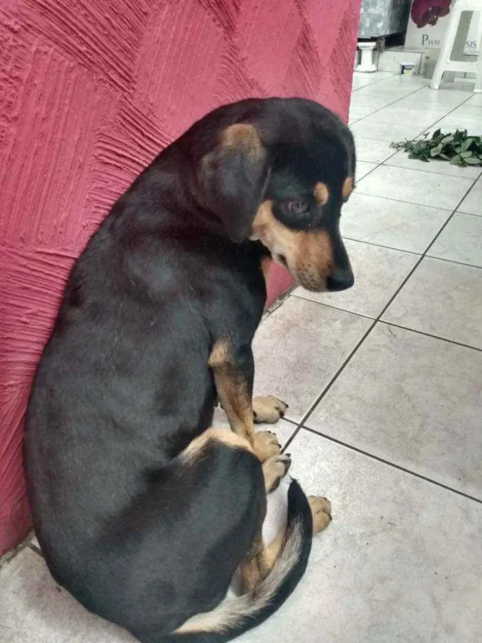 Cachorro ra a Sem raça definida  idade 3 anos nome Sem nome ainda