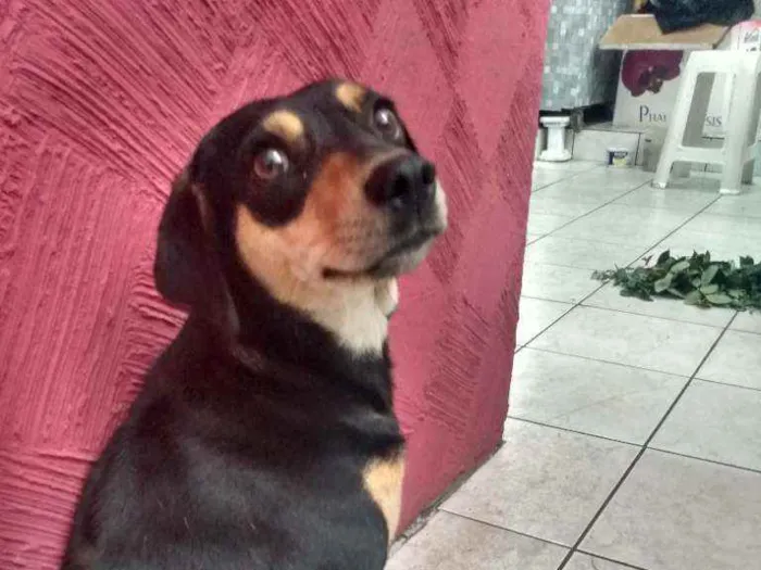 Cachorro ra a Sem raça definida  idade 3 anos nome Sem nome ainda