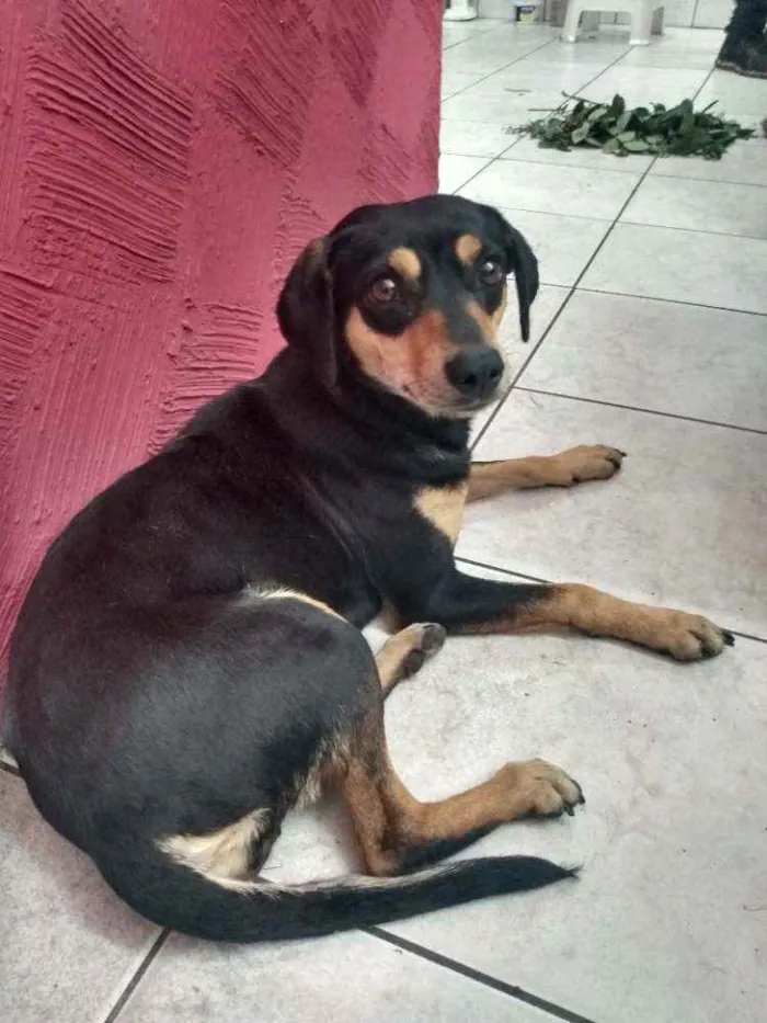 Cachorro ra a Sem raça definida  idade 3 anos nome Sem nome ainda