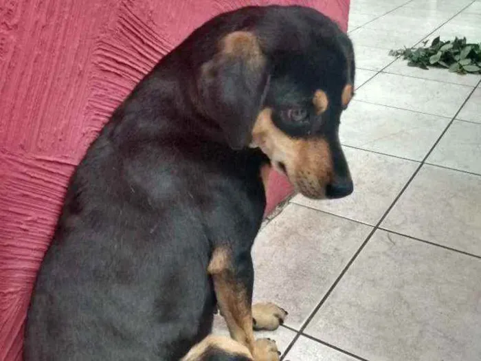 Cachorro ra a Sem raça definida  idade 3 anos nome Sem nome ainda