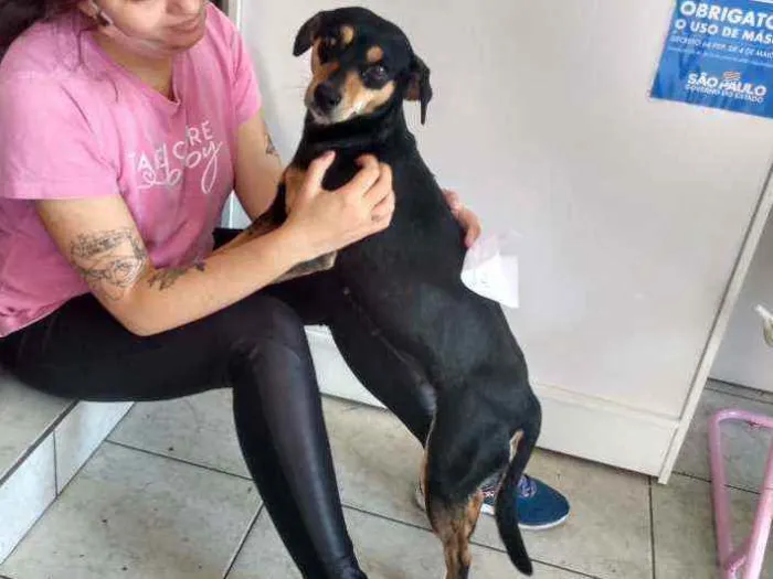 Cachorro ra a Sem raça definida  idade 3 anos nome Sem nome ainda
