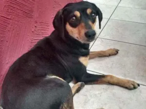 Cachorro raça Sem raça definida  idade 3 anos nome Sem nome ainda