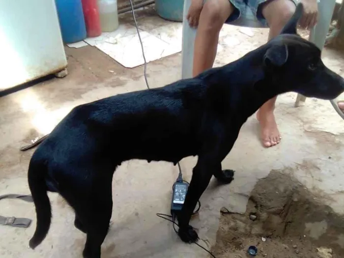 Cachorro ra a Vira lata idade 1 ano nome Lindinha