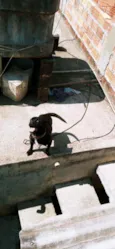 Pantera