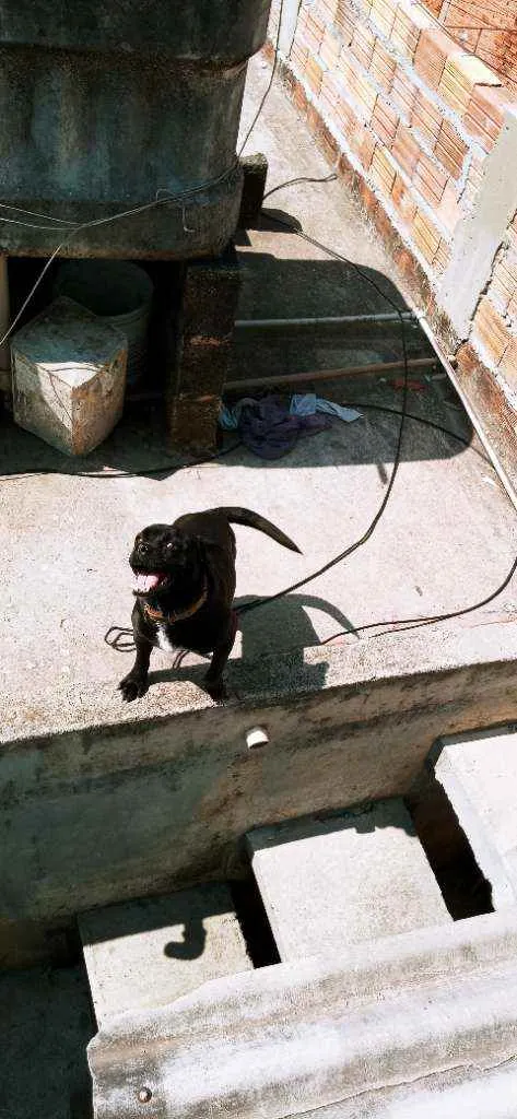 Cachorro ra a Mestica pug idade 1 ano nome Pantera