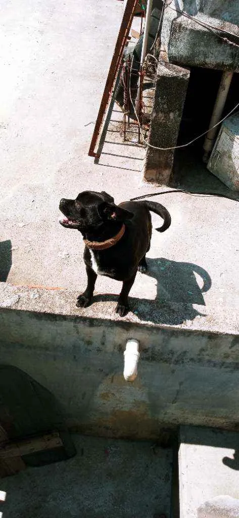 Cachorro ra a Mestica pug idade 1 ano nome Pantera
