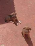 Gordo e Jade