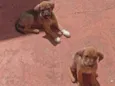 Gordo e Jade