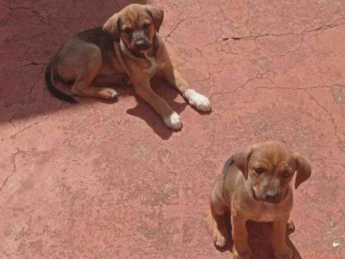Cachorro ra a SRD idade 2 a 6 meses nome Gordo e Jade
