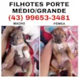 Gordo e Jade