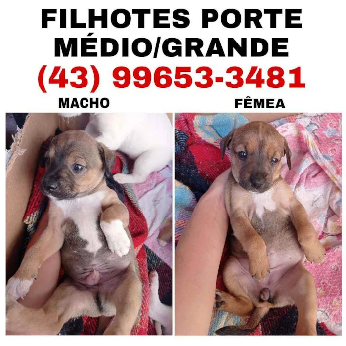 Cachorro ra a SRD idade 2 a 6 meses nome Gordo e Jade