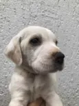 Cachorro raça SRD  idade Abaixo de 2 meses nome Sem Nome