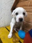 Cachorro raça SRD  idade Abaixo de 2 meses nome Sem Nome