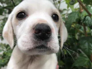 Cachorro raça SRD  idade Abaixo de 2 meses nome Sem Nome