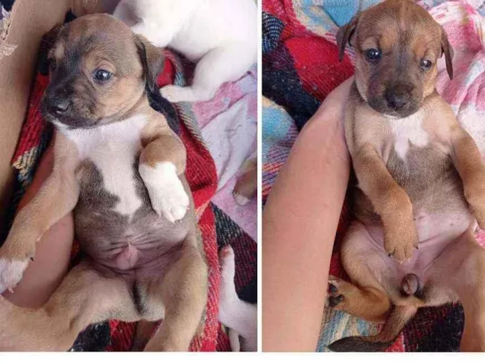Cachorro ra a SRD idade 2 a 6 meses nome Gordo e Jade