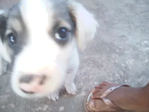 Cachorro raça Indefinida idade 2 a 6 meses nome Billy e loki